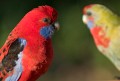 Crimson Rosellas_20050806_037